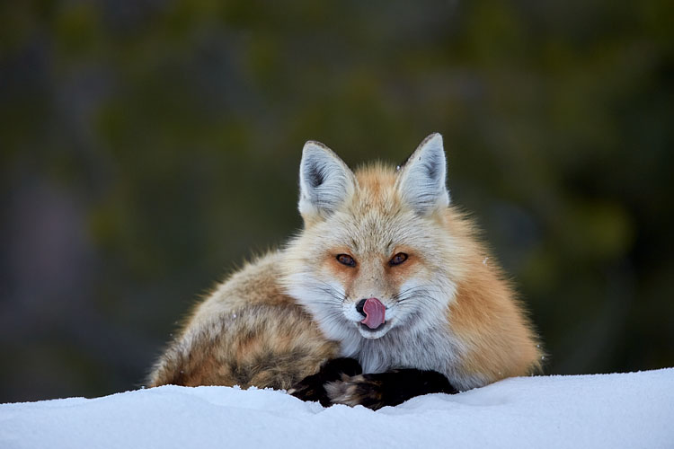 Red Fox Licking Its Nose