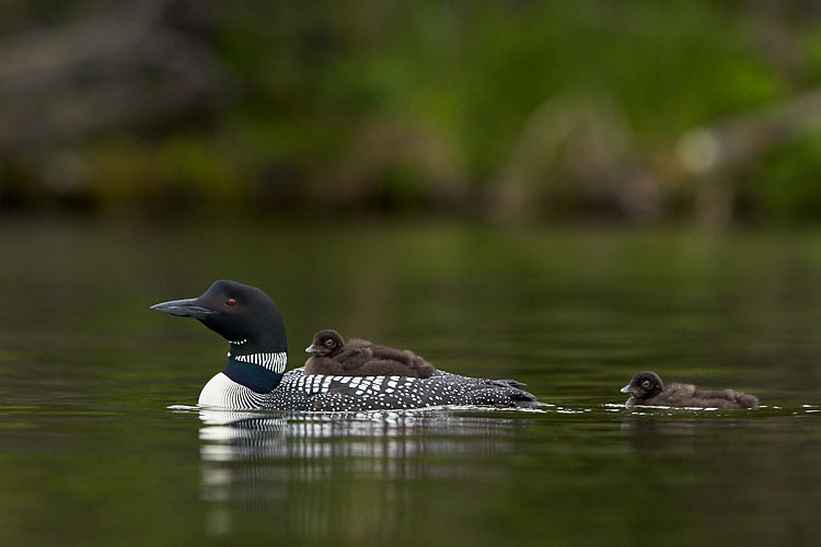 Common Loon Adult and Two Chicks
