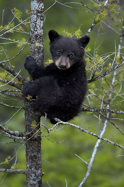 Jhp Blog May 31 2016 Black Bear Cub In A Tree Yellowstone