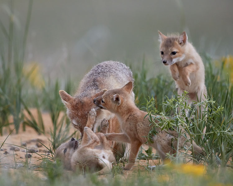 Swift Foxes