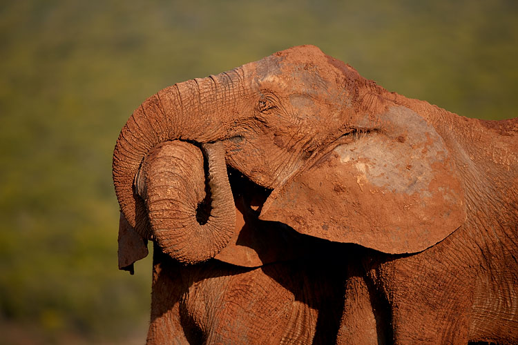 Elephant Embrace (African Elephants)