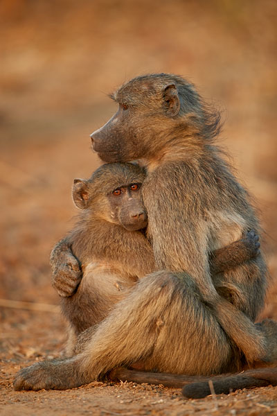 Chacma Baboon Comforting A Youngster