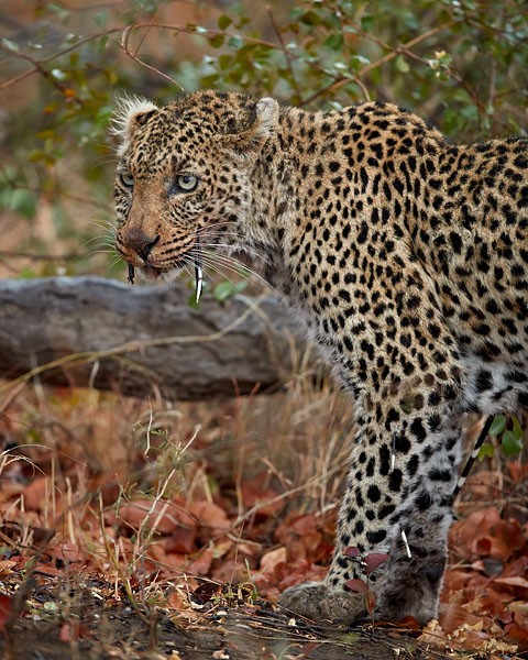 Leopard With Cape Porcupine Quills