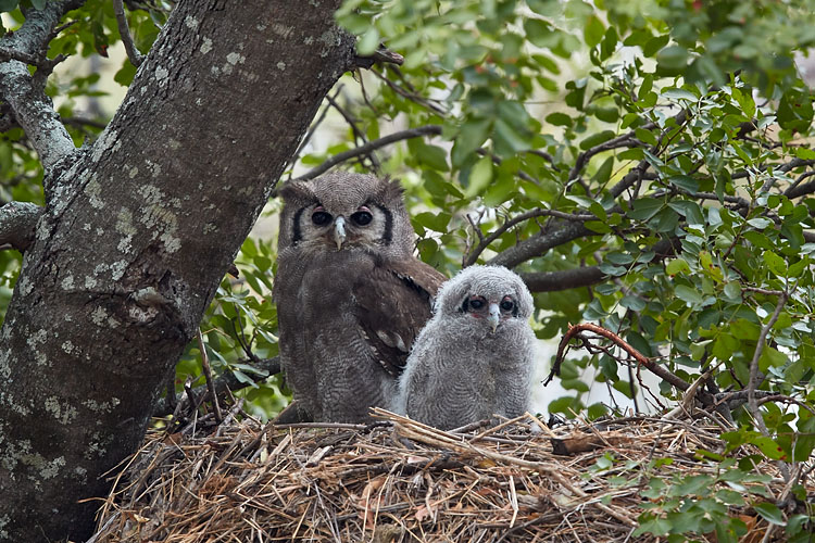 Verreaux's Eagle Owl Adult And Chick