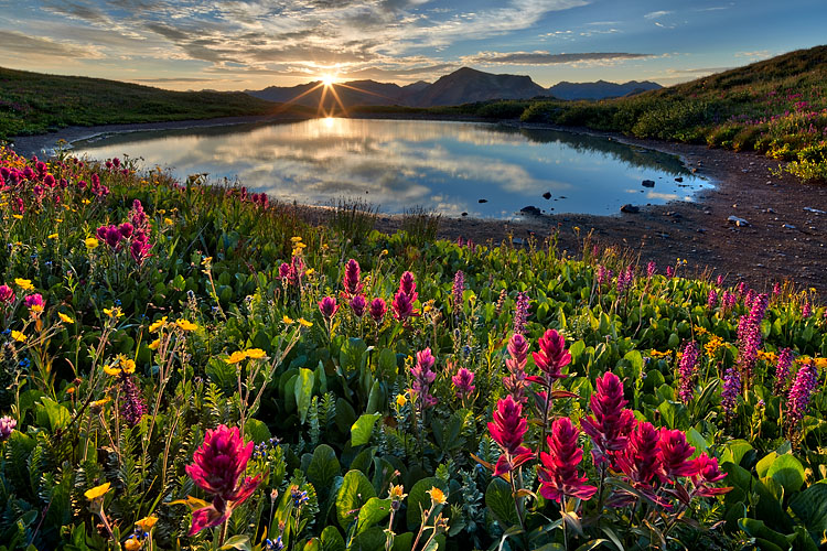 Sunrise Over Alpine Wildflowers