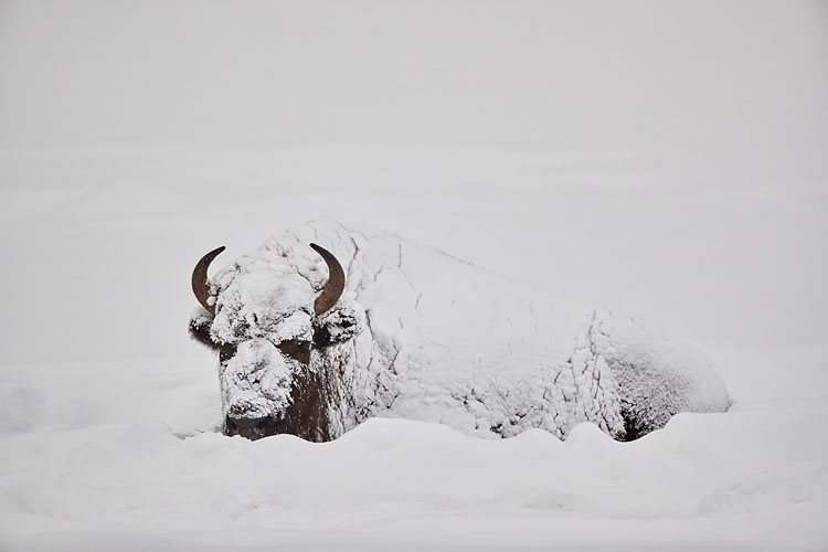 Bison Covered With Snow