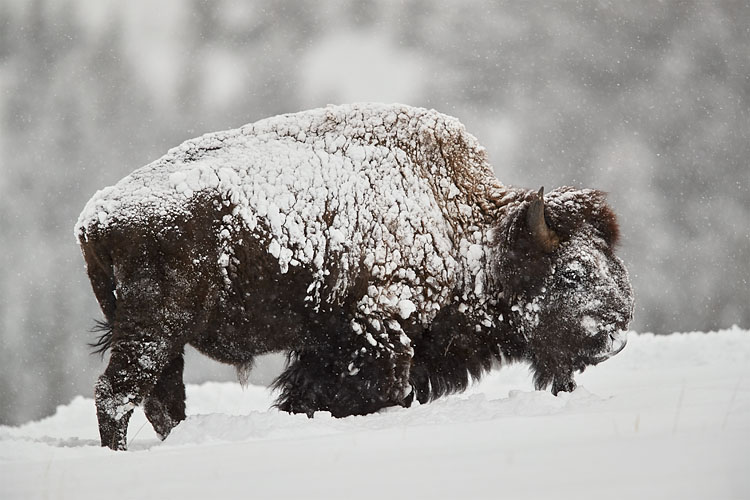 Bison Bull Covered With Snow