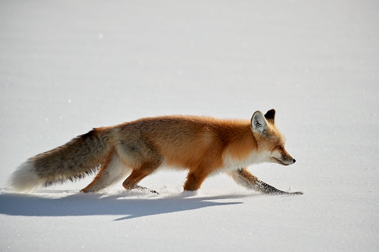 Red Fox Running In The Snow