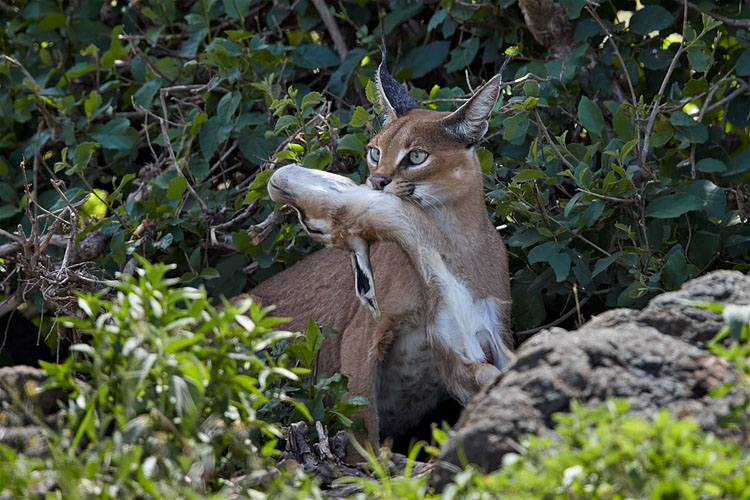Caracal With Baby Thomson's Gazelle