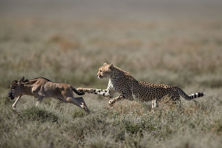 Cheetah Taking Down a Baby Blue Wildebeest