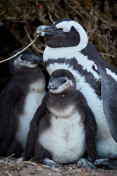 African Penguin Chicks And Adult