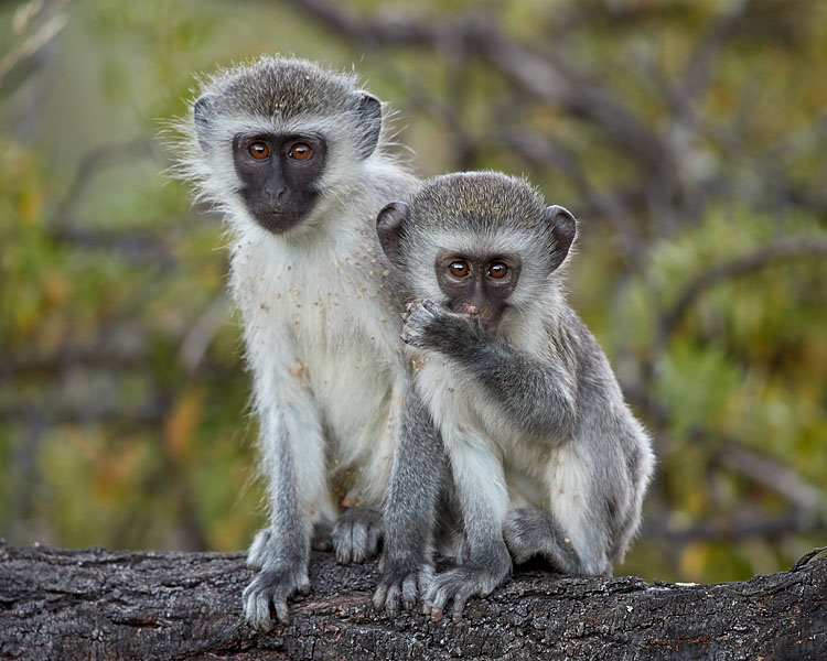 Two Young Vervet Monkeys