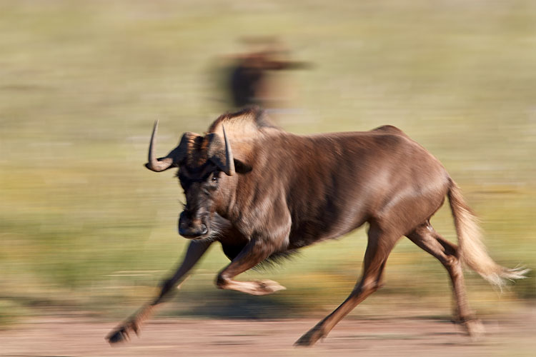 Black Wildebeest Running