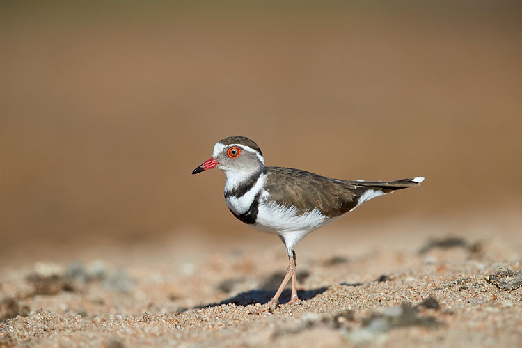 Three-Banded Plover