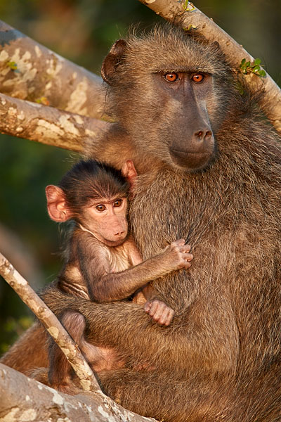 Chacma Baboon Mother And Infant