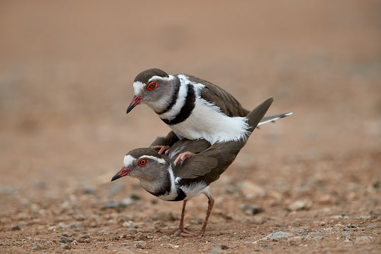 Three-Banded Plover Pair Mating