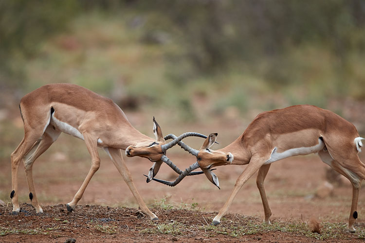 Impala Bucks Sparring