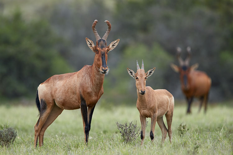 Red Hartebeest Cow And Calf