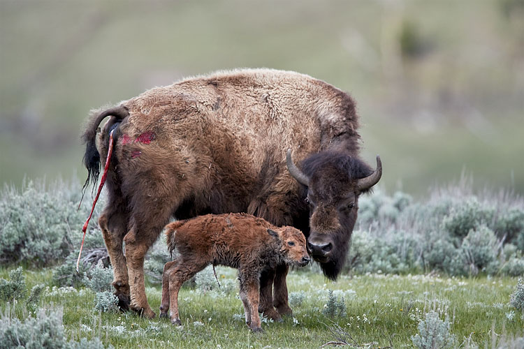 Bison Cow and Newborn Calf
