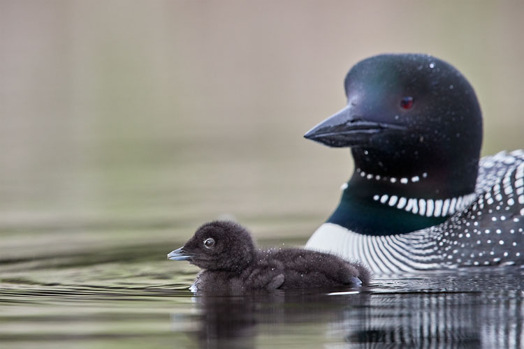 Common Loon Chick Swimming