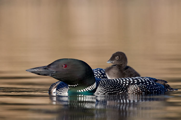 Common Loon Chick On Its Parent