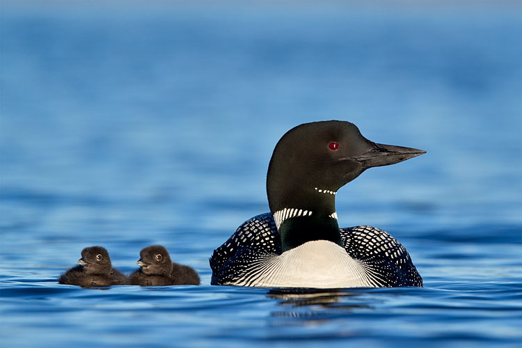 Common Loon Chicks And Their Parent