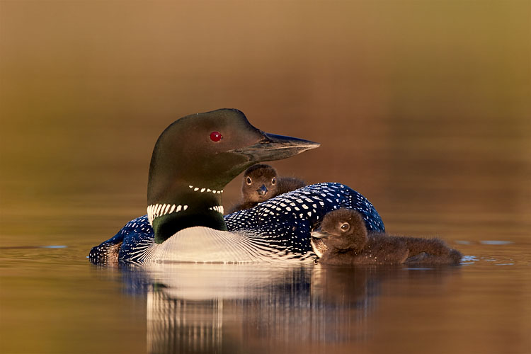 Common Loon With Two Chicks