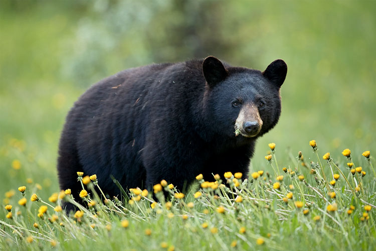 Black Bear Eating Dandelions