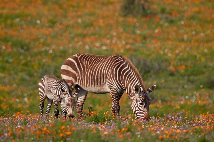 Cape Mountain Zebra Among Wildflowers