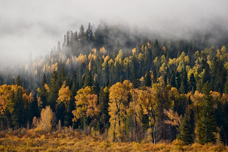 Foggy Fall Color