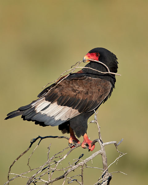 Bateleur (Female) With Nesting Material