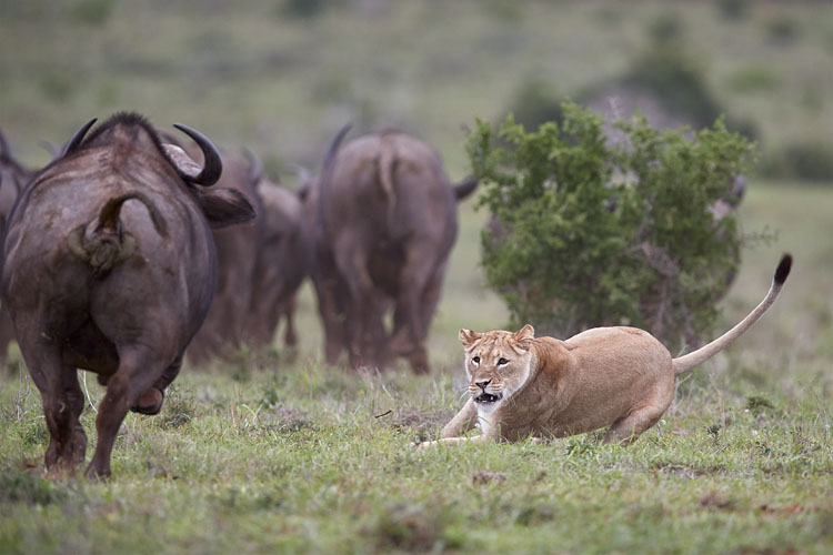 Lioness Aborting An Attack
