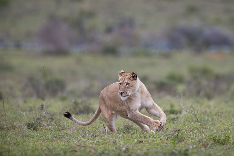 Lioness Returning To Cape Buffalo Herd