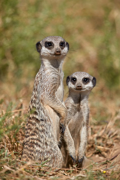 Two Meerkat