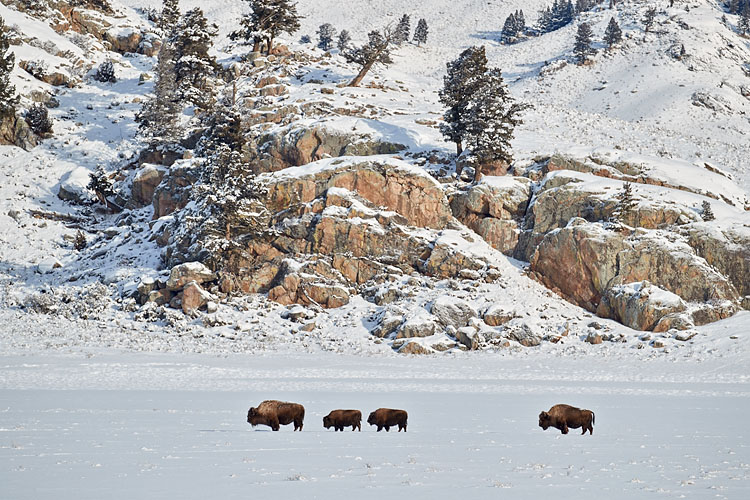 Bison In Their Winter Environment