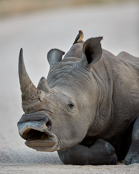 White Rhinoceros Yawning