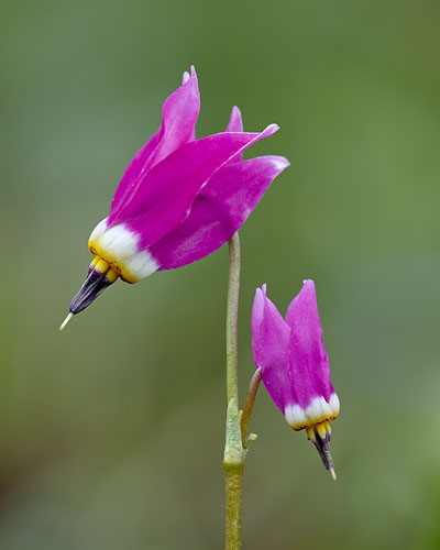 Alpine Shooting Star