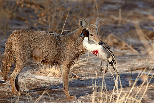 Coyote With Northern Pintail
