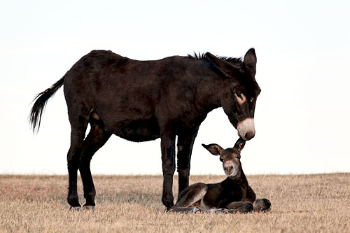 Wild Burro Jenny And Foal