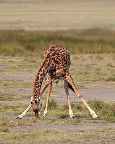 Masai Giraffe Drinking