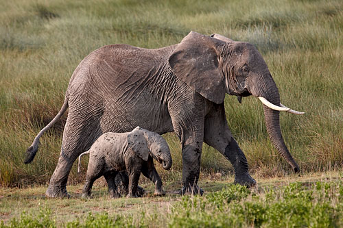 African Elephant Mother And Baby