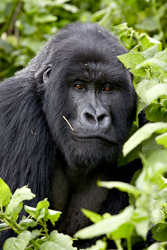 Mountain Gorilla Silverback of the Sabinyo Group