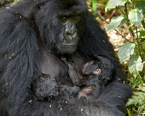 Mountain Gorilla Mother And Twins of the Hirwa Group