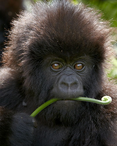 Infant Mountain Gorilla of the Amahoro Group