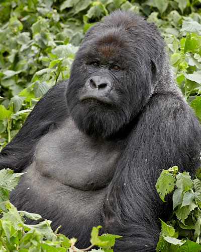 Silverback Mountain Gorilla of the Kwitonda Group