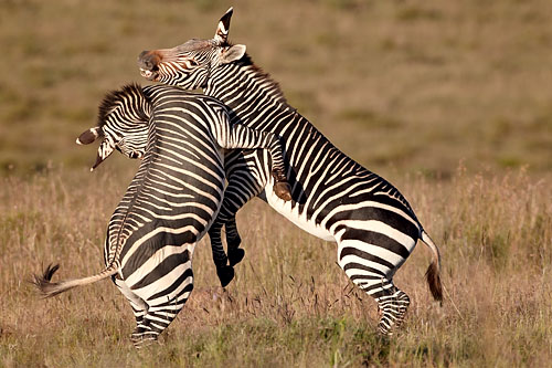 Cape Mountain Zebra Fighting