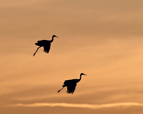 Sandhill Cranes Parachuting