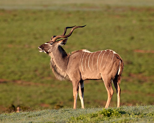 Greater Kudu Buck