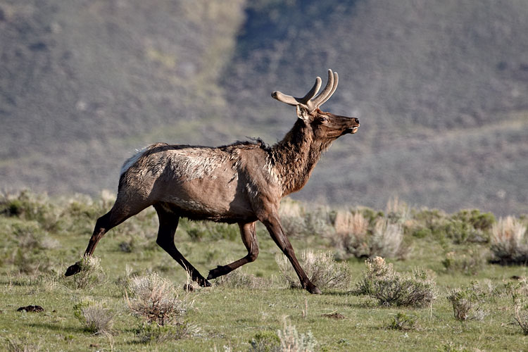 Bull Elk Running