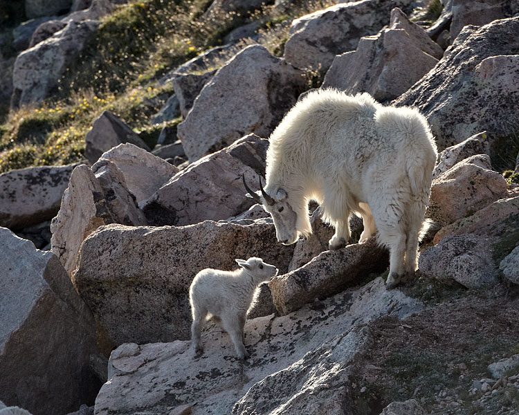 Mountain Goat Nanny And Kid